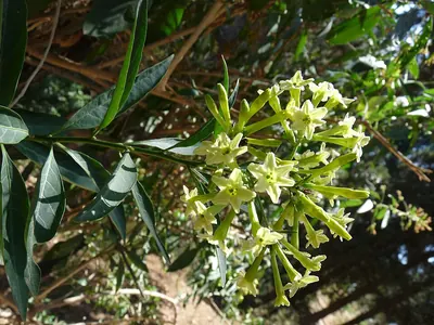 Chilean jessamine