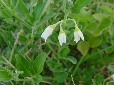 Lily of the valley vine