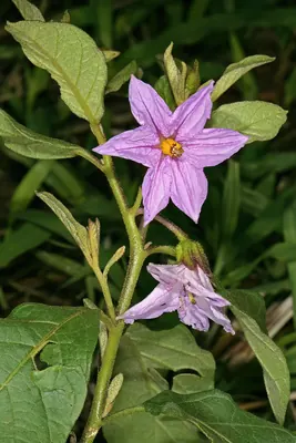 Solanum campylacanthum