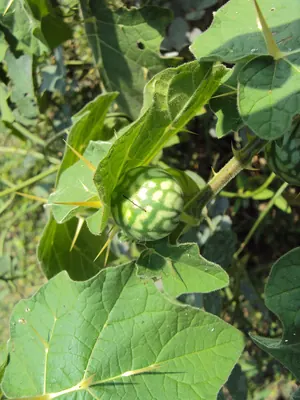 Solanum aculeatissimum