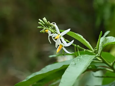 Bahama nightshade