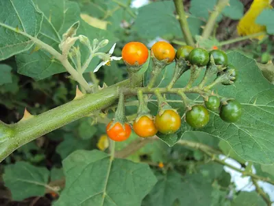 Solanum violaceum