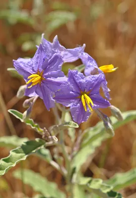 Silverleaf nightshade