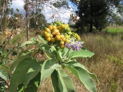 Earleaf nightshade