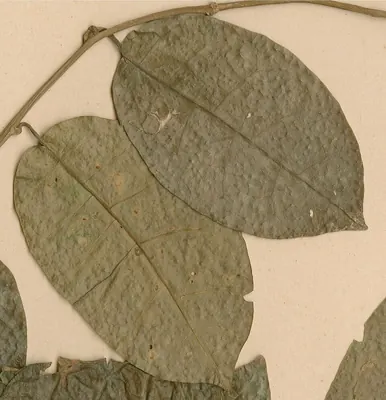 Solanum terminale