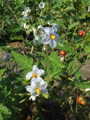 Sticky nightshade