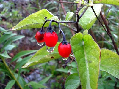 Climbing Nightshade