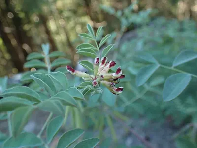 Hosackia crassifolia