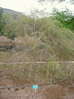 Chadsia grevei