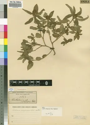 Crotalaria anthyllopsis