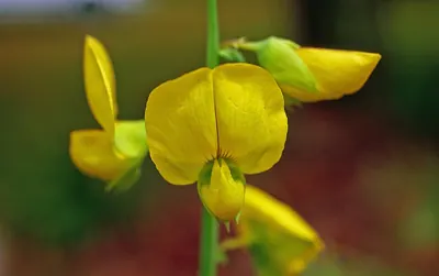 Showy rattlebox