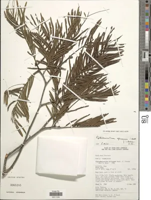 Piptadeniastrum africanum