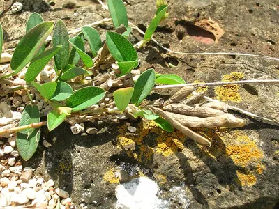 White moneywort