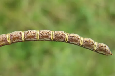 Indian Jointvetch