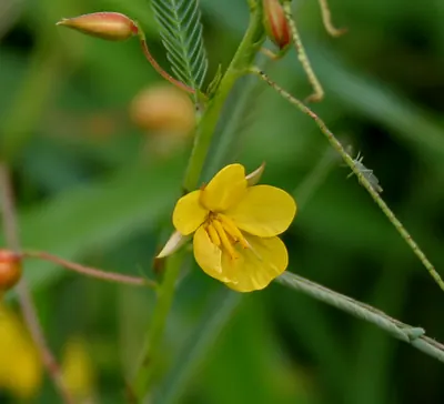 Chamaecrista