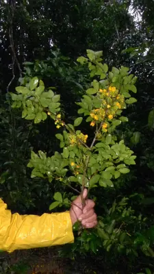 Chamaecrista ensiformis