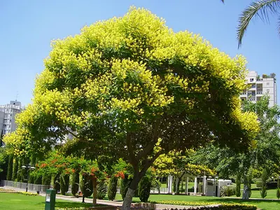 Peltophorum dubium