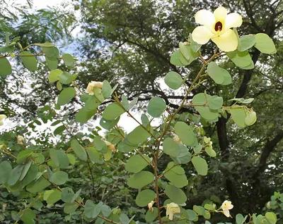 St. Thomas tree