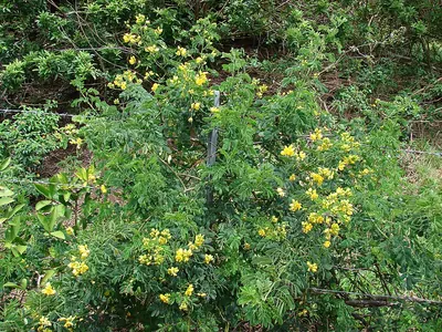 Valamuerto