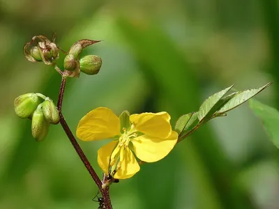 Septicweed