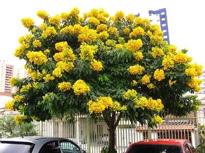 Senna macranthera