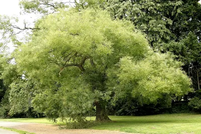 Scholar tree