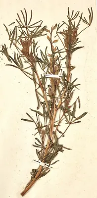 Narrowleaf lupine