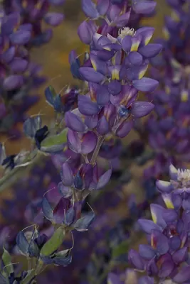 Grape soda lupine