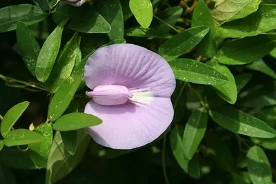 Spurred butterfly pea