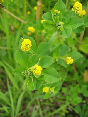 Hop clover