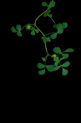 Barrelclover