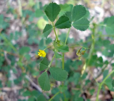 Blackdisk medick