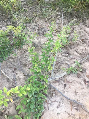 Velvetleaf ticktrefoil