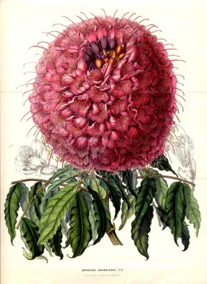 Brownea grandiceps