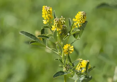 Sweet clover