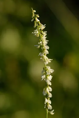 White Sweet-clover