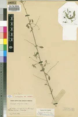 Indigofera subulata