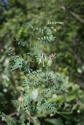 Indigofera dendroides