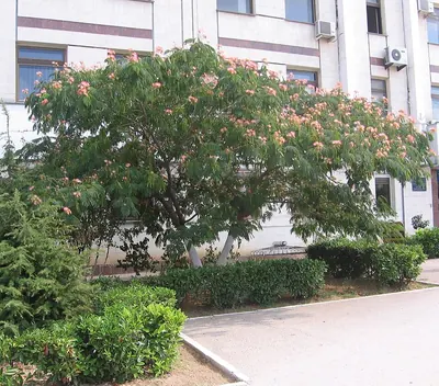 Silktree