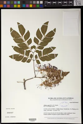 Albizia