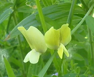 Large yellow vetch