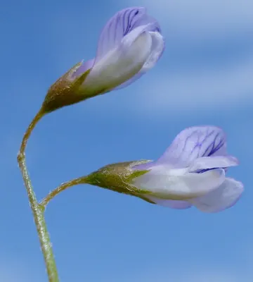 Lentil vetch