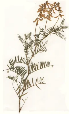 Fine-leaved vetch