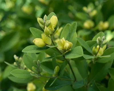 Nuttall's wild indigo