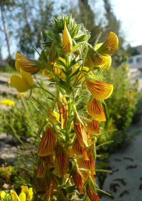 Yellow Restharrow