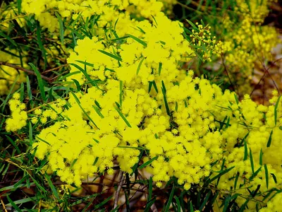 Fringed wattle