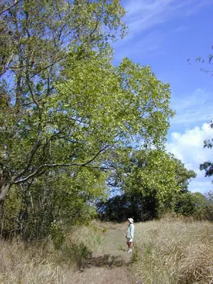 Ear-leaf Acacia