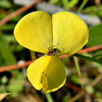 Hairypod cowpea