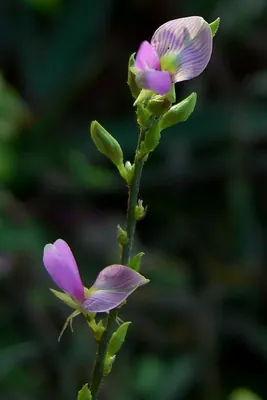 Florida hammock milkpea