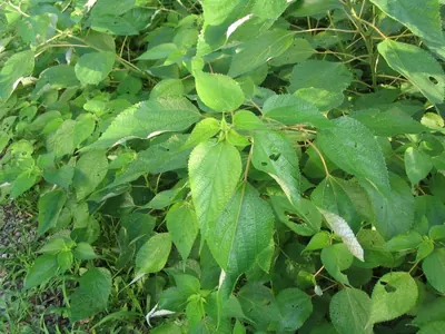 Chinese grass